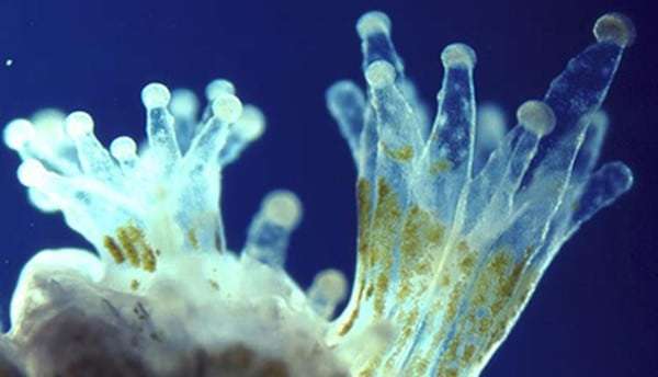 coral polyp and algae symbiosis