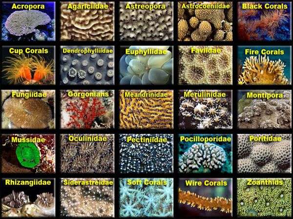 corals types